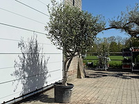 Olijfboom andalucia l - olea europaea - ca. 50 jaar oud - hoogte ca. 220 cm - afbeelding 5 van  8
