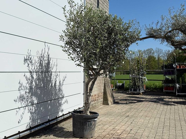 Olijfboom andalucia l - olea europaea - ca. 50 jaar oud - hoogte ca. 220 cm - afbeelding 6 van  8