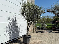 Olijfboom andalucia l - olea europaea - ca. 50 jaar oud - hoogte ca. 220 cm - afbeelding 6 van  8