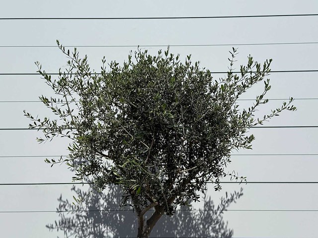 Olijfboom andalucia l - olea europaea - ca. 50 jaar oud - hoogte ca. 220 cm - afbeelding 7 van  8
