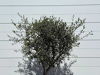 Olijfboom andalucia l - olea europaea - ca. 50 jaar oud - hoogte ca. 220 cm - afbeelding 7 van  8
