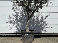 Olijfboom andalucia l - olea europaea - ca. 50 jaar oud - hoogte ca. 220 cm - afbeelding 8 van  8