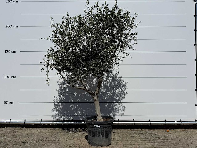 Olijfboom andalucia l - olea europaea - ca. 50 jaar oud - hoogte ca. 220 cm - afbeelding 1 van  6