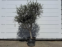 Olijfboom andalucia l - olea europaea - ca. 50 jaar oud - hoogte ca. 220 cm - afbeelding 1 van  6