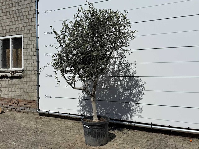 Olijfboom andalucia l - olea europaea - ca. 50 jaar oud - hoogte ca. 220 cm - afbeelding 2 van  6