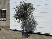 Olijfboom andalucia l - olea europaea - ca. 50 jaar oud - hoogte ca. 220 cm - afbeelding 2 van  6