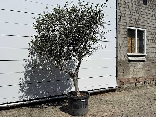 Olijfboom andalucia l - olea europaea - ca. 50 jaar oud - hoogte ca. 220 cm - afbeelding 3 van  6