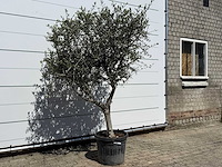 Olijfboom andalucia l - olea europaea - ca. 50 jaar oud - hoogte ca. 220 cm - afbeelding 3 van  6