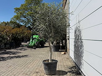 Olijfboom andalucia l - olea europaea - ca. 50 jaar oud - hoogte ca. 220 cm - afbeelding 4 van  6