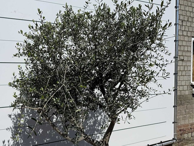 Olijfboom andalucia l - olea europaea - ca. 50 jaar oud - hoogte ca. 220 cm - afbeelding 5 van  6