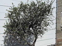 Olijfboom andalucia l - olea europaea - ca. 50 jaar oud - hoogte ca. 220 cm - afbeelding 5 van  6