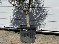 Olijfboom andalucia l - olea europaea - ca. 50 jaar oud - hoogte ca. 220 cm - afbeelding 6 van  6