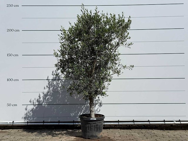 Olijfboom andalucia l - olea europaea - ca. 50 jaar oud - hoogte ca. 220 cm - afbeelding 1 van  9