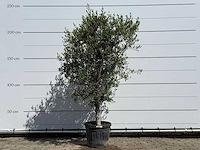 Olijfboom andalucia l - olea europaea - ca. 50 jaar oud - hoogte ca. 220 cm - afbeelding 1 van  9