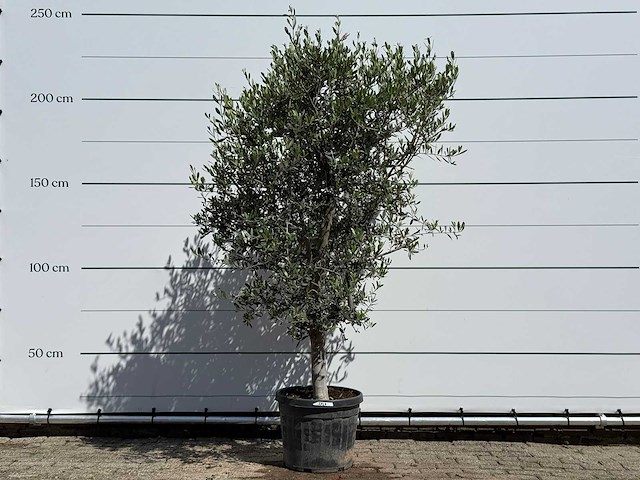 Olijfboom andalucia l - olea europaea - ca. 50 jaar oud - hoogte ca. 220 cm - afbeelding 2 van  9