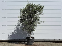 Olijfboom andalucia l - olea europaea - ca. 50 jaar oud - hoogte ca. 220 cm - afbeelding 3 van  9
