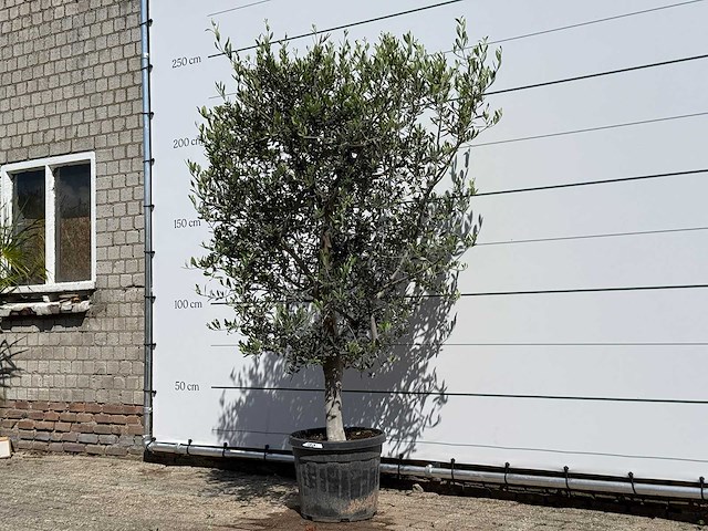 Olijfboom andalucia l - olea europaea - ca. 50 jaar oud - hoogte ca. 220 cm - afbeelding 4 van  9