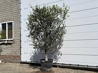 Olijfboom andalucia l - olea europaea - ca. 50 jaar oud - hoogte ca. 220 cm - afbeelding 4 van  9