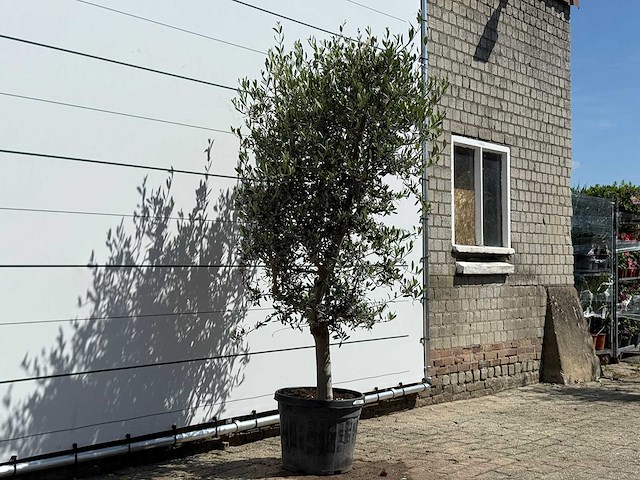 Olijfboom andalucia l - olea europaea - ca. 50 jaar oud - hoogte ca. 220 cm - afbeelding 5 van  9