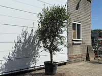 Olijfboom andalucia l - olea europaea - ca. 50 jaar oud - hoogte ca. 220 cm - afbeelding 5 van  9