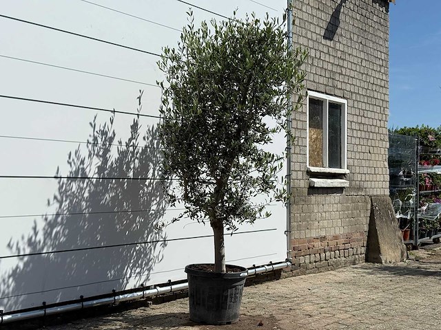 Olijfboom andalucia l - olea europaea - ca. 50 jaar oud - hoogte ca. 220 cm - afbeelding 6 van  9
