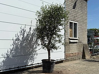 Olijfboom andalucia l - olea europaea - ca. 50 jaar oud - hoogte ca. 220 cm - afbeelding 6 van  9