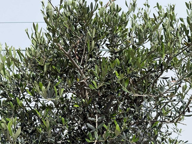 Olijfboom andalucia l - olea europaea - ca. 50 jaar oud - hoogte ca. 220 cm - afbeelding 7 van  9