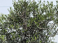 Olijfboom andalucia l - olea europaea - ca. 50 jaar oud - hoogte ca. 220 cm - afbeelding 7 van  9