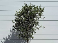 Olijfboom andalucia l - olea europaea - ca. 50 jaar oud - hoogte ca. 220 cm - afbeelding 8 van  9