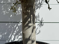 Olijfboom andalucia l - olea europaea - ca. 50 jaar oud - hoogte ca. 220 cm - afbeelding 9 van  9