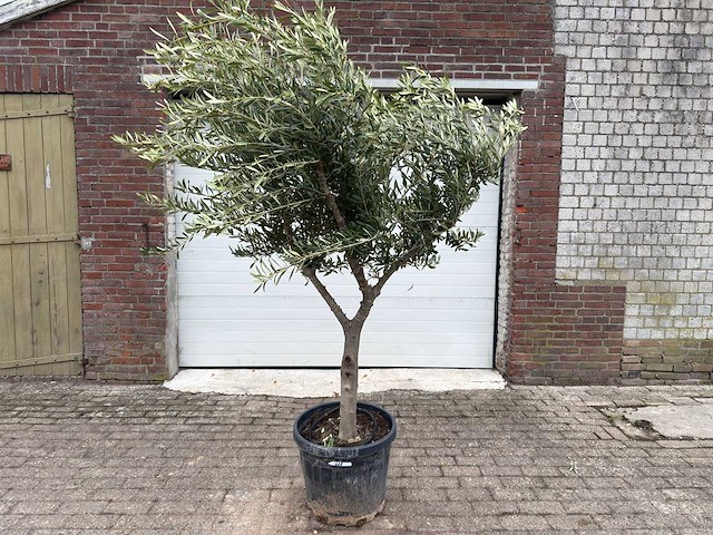 Olijfboom andalucia l - olea europaea - ca. 50 jaar oud - hoogte ca. 230 cm - afbeelding 1 van  7