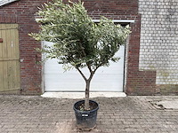 Olijfboom andalucia l - olea europaea - ca. 50 jaar oud - hoogte ca. 230 cm - afbeelding 1 van  7