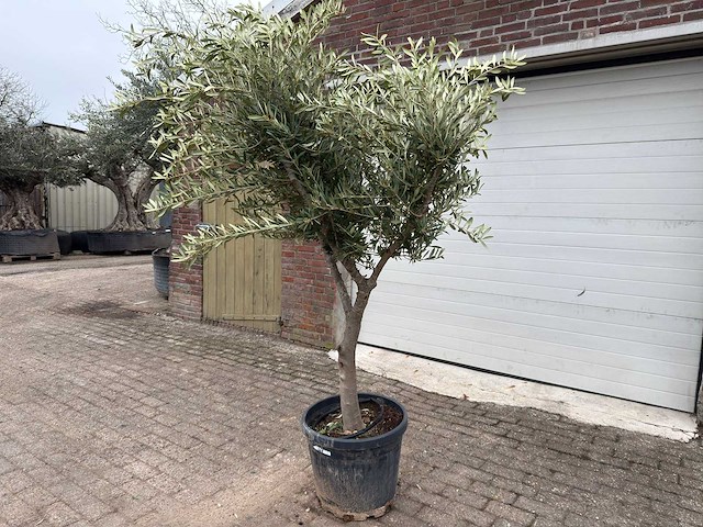 Olijfboom andalucia l - olea europaea - ca. 50 jaar oud - hoogte ca. 230 cm - afbeelding 2 van  7