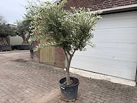 Olijfboom andalucia l - olea europaea - ca. 50 jaar oud - hoogte ca. 230 cm - afbeelding 2 van  7