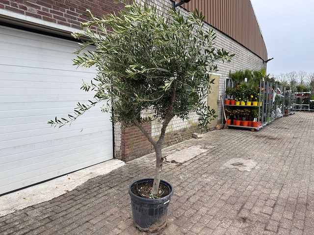 Olijfboom andalucia l - olea europaea - ca. 50 jaar oud - hoogte ca. 230 cm - afbeelding 3 van  7