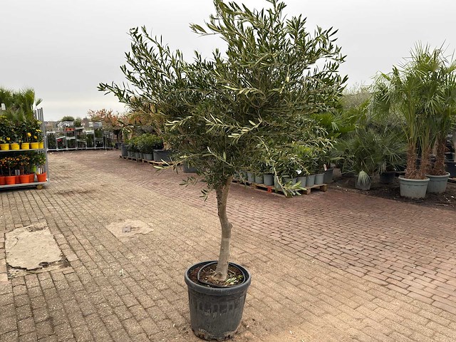 Olijfboom andalucia l - olea europaea - ca. 50 jaar oud - hoogte ca. 230 cm - afbeelding 4 van  7
