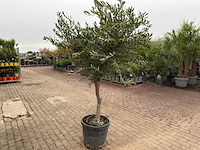 Olijfboom andalucia l - olea europaea - ca. 50 jaar oud - hoogte ca. 230 cm - afbeelding 4 van  7