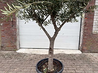 Olijfboom andalucia l - olea europaea - ca. 50 jaar oud - hoogte ca. 230 cm - afbeelding 6 van  7