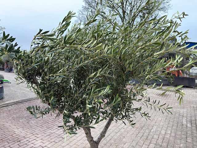 Olijfboom andalucia l - olea europaea - ca. 50 jaar oud - hoogte ca. 230 cm - afbeelding 7 van  7