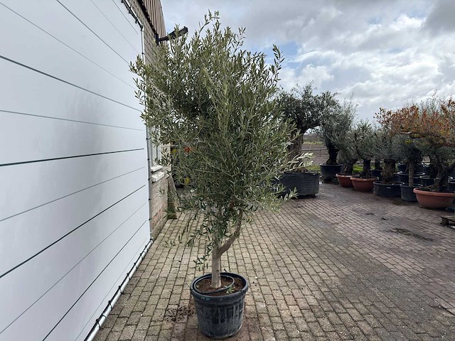 Olijfboom andalucia l - olea europaea - ca. 50 jaar oud - hoogte ca. 250 cm - afbeelding 2 van  3