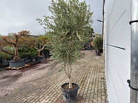 Olijfboom andalucia l - olea europaea - ca. 50 jaar oud - hoogte ca. 250 cm - afbeelding 3 van  3