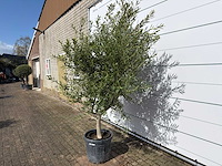 Olijfboom andalucia l - olea europaea - ca. 50 jaar oud - hoogte ca. 250 cm - afbeelding 2 van  8