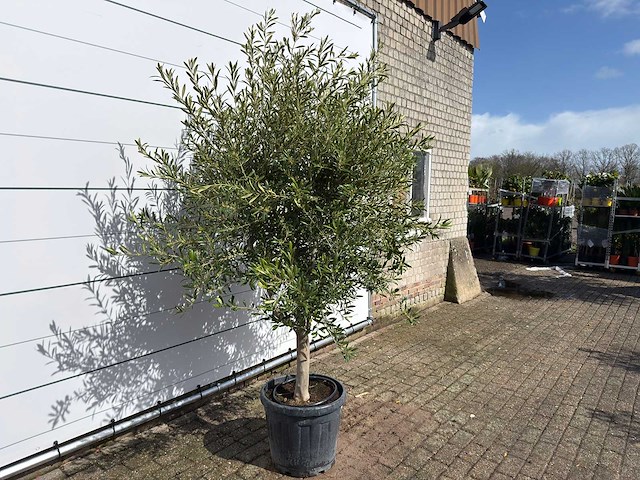 Olijfboom andalucia l - olea europaea - ca. 50 jaar oud - hoogte ca. 250 cm - afbeelding 3 van  8
