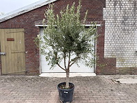 Olijfboom andalucia l - olea europaea - ca. 50 jaar oud - hoogte ca. 250 cm - afbeelding 1 van  7