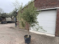 Olijfboom andalucia l - olea europaea - ca. 50 jaar oud - hoogte ca. 250 cm - afbeelding 2 van  7