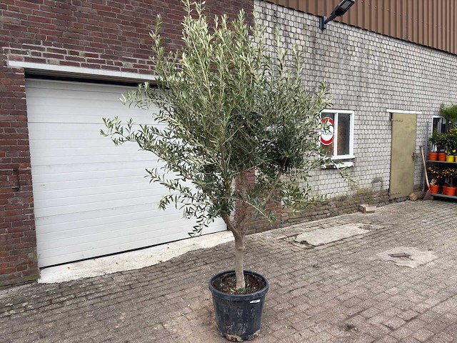 Olijfboom andalucia l - olea europaea - ca. 50 jaar oud - hoogte ca. 250 cm - afbeelding 3 van  7