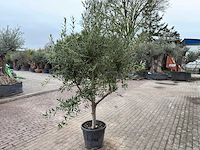 Olijfboom andalucia l - olea europaea - ca. 50 jaar oud - hoogte ca. 250 cm - afbeelding 4 van  7