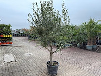 Olijfboom andalucia l - olea europaea - ca. 50 jaar oud - hoogte ca. 250 cm - afbeelding 5 van  7