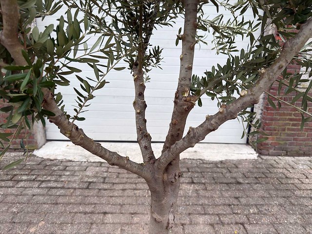 Olijfboom andalucia l - olea europaea - ca. 50 jaar oud - hoogte ca. 250 cm - afbeelding 6 van  7