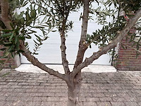Olijfboom andalucia l - olea europaea - ca. 50 jaar oud - hoogte ca. 250 cm - afbeelding 6 van  7